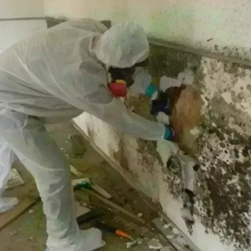 Mold Remediation and Removal in Buffalo County, NE